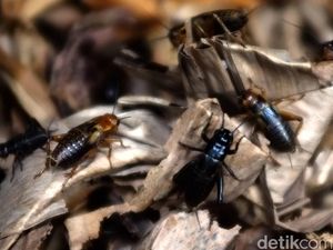 16 Serangga yang Legal Dimakan di Singapura: Belalang-Ngengat 16 Serangga yang Legal Dimakan di Singapura: Belalang-Ngengat