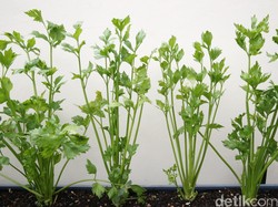 Pertumbuhan Sekunder dan Primer pada Tumbuhan