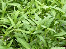 Benar Kata Jokowi, Harga Kangkung Naik Jadi Segini Gara-gara Stoknya Jarang