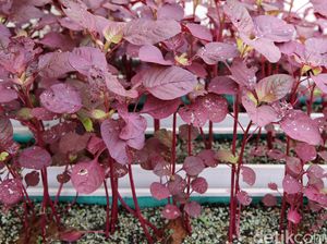 8 Manfaat Bayam Merah, untuk Bayi hingga Orang Dewasa