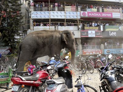 Seekor Gajah Liar Mengamuk di India