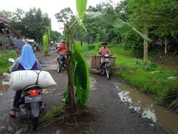 Warga Tanam Pisang Protes Jalan-jalan Berlubang