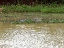 Masuk Permukiman dan Makan Ternak, Buaya Banyumas Diburu Tim Gabungan