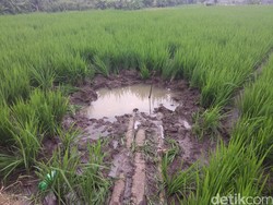 Ini Sawah dan Padi yang Tersibak, Saksi Jatuhnya Mayor Pnb Ivy dari Udara