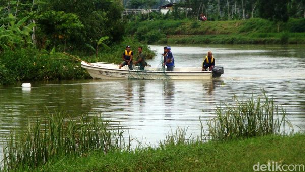 Masuk Pemukiman, Buaya Diburu Tim Gabungan