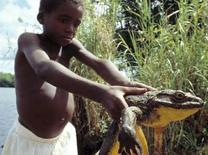 10.000 Katak Langka Mati di Peru, Diduga Tercemar Sungai