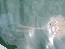 Pertarungan Langka 2 Ubur-Ubur Terlihat di Perairan Queensland