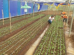 Mufidah Kalla Sukses Budidayakan Krisan, Hari ini Ekspor ke Osaka Jepang