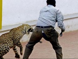 Lebih 100 Sekolah di India Tutup karena Teror Macan Tutul