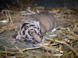 Kematian 4 Anak Harimau di Bukittinggi, BKSDA: Kalau Ada Unsur Sengaja Akan Dipidana