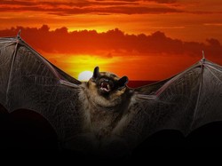 Ketika Kelelawar Terkena Jebakan Gerhana