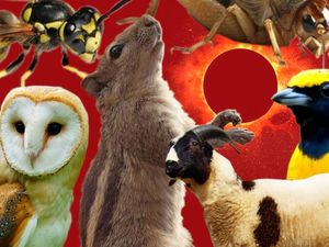 Dari Jangkrik Hingga Lebah, Begini Perilaku Hewan Saat Gerhana Matahari