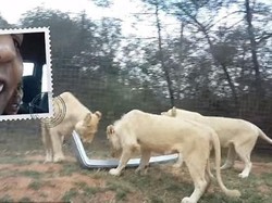 Lagi Asyik Safari, Mobil Turis di Afrika Selatan Dipreteli Singa