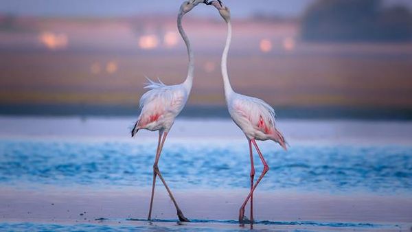 Potret Lucu Kasih Sayang Para Hewan