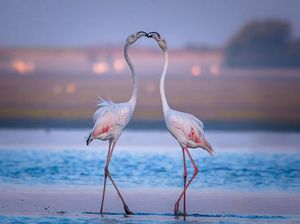 Potret Lucu Kasih Sayang Para Hewan