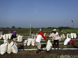 Dua Masalah Petani RI: Sulit Dapatkan Modal dan Lahan Pertanian Kecil