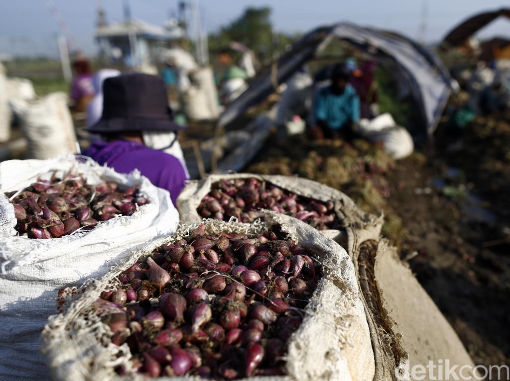 Mentan Minta Bulog Segera Serap Bawang Merah Petani Sumbar Mentan Minta Bulog Segera Serap Bawang Merah Petani Sumbar