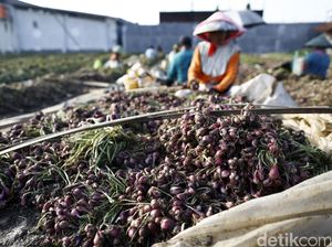 Pedagang Minta Impor Bawang Merah, Ini Respons Kementan