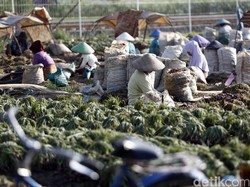 Diminta Mentan Serap Bawang Merah di Sumbar, Ini Respons Bulog