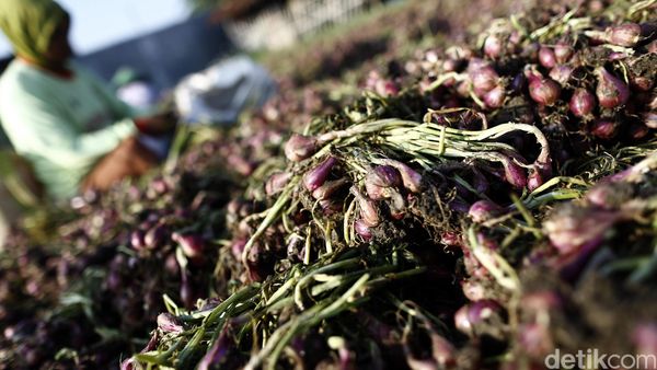 Petani Panen Bawang Merah di Brebes