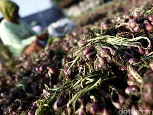 Jaga Pasokan Bawang Merah di Bulan Puasa, Jadwal Tanam Dimulai April