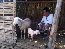 Pedagang Pasar: Jualan Daging Kambing Impor Lebih Untung