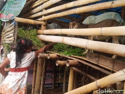 Kisah Ismawanti, Ibu dan 2 Anaknya yang Tinggal di Samping Kandang Kambing