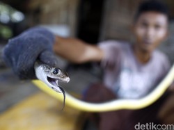 Ini Kandungan dalam Bisa Ular yang Membuatnya Mematikan