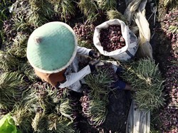 Bibit Bawang Merah Mahal: Benih Rp 6 Juta, Umbi Rp 40 juta