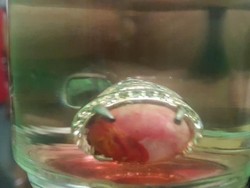 Batu Akik Belum Habis, Batu Rubah Banyuwangi pun Sampai Ada yang Palsunya