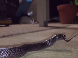 Video: Aksi Kanibal Ular Bermata Kecil di Queensland Memakan Sesamanya