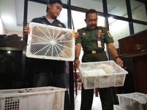 Penyelundupan Burung Langka dari Mojokerto ke Bandung Digagalkan Polisi