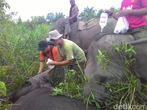 Cari Gajah Liar yang Terluka, Tim BKSDA Dikawal 2 Gajah Jinak