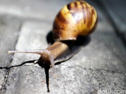 Kocak! Ada Lomba Lari Antar Siput