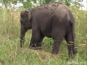 Kawanan Gajah Rusak Tanaman di Bener Meriah, Warga Ketakutan