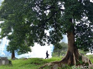 Studi: Makin Banyak Pohon, Justru Makin Sedikit Nyamuk Demam Berdarah Studi: Makin Banyak Pohon, Justru Makin Sedikit Nyamuk Demam Berdarah