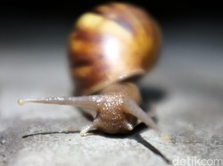 Demam Keong Mewabah di Sulteng, Gejala Lemas-Perut Membesar Berujung Fatal