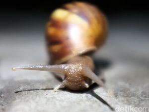 Demam Keong Mewabah di Sulteng, Gejala Lemas-Perut Membesar Berujung Fatal Demam Keong Mewabah di Sulteng, Gejala Lemas-Perut Membesar Berujung Fatal