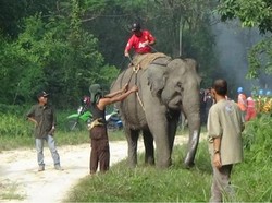 Dihadang Gajah Liar, Tim BKSDA Riau Gagal Obati Gajah Terluka