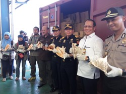 Bea Cukai Gagalkan Penyelundupan Cangkang Kerang Langka Senilai Rp 5,3 M