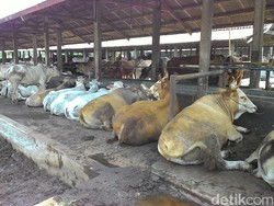 Investor Brasil Akan Buka Lahan Peternakan Sapi di Sumba Timur