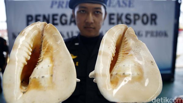 Bea Cukai Amankan Cangkang Kerang Langka