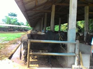 Dulu Buruh, Kini Peternak Ini Punya 1.000 Sapi