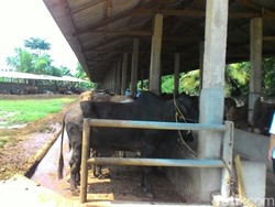 Dulu Buruh, Kini Peternak Ini Punya 1.000 Sapi