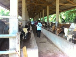 Keran Impor Daging Dibuka Lebar, Bagaimana Nasib Peternak?