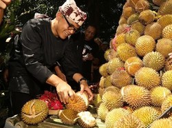 5.000 Benih Durian Merah Siap Ditebar Sepanjang 2016