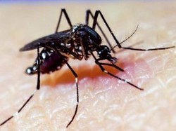 Fakta-fakta Nyamuk Wolbachia untuk Tangkal DBD, Benarkah Hasil Rekayasa Genetik?