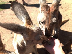 Selfie Bareng Koala & Main Bareng Kanguru di Perth