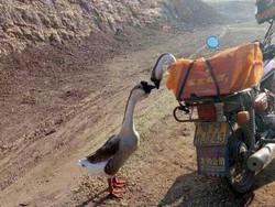 Kisah 2 Ekor Angsa di China yang Berciuman Sebelum Disembelih