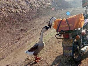 Kisah 2 Ekor Angsa di China yang Berciuman Sebelum Disembelih Kisah 2 Ekor Angsa di China yang Berciuman Sebelum Disembelih